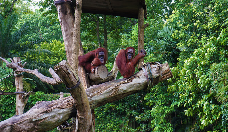 Singapore Zoo