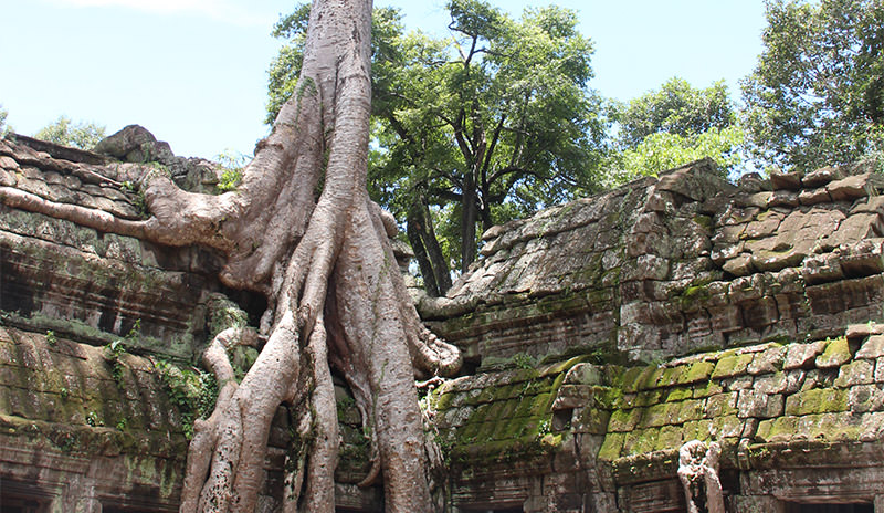 Ta Prohm in Cambodia