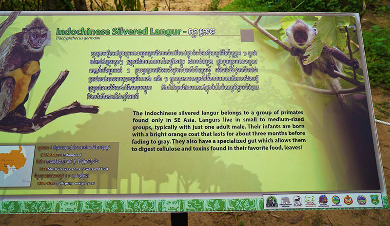 Introduction of silvered langur at the Angkor Centre for Conservation of Biodiversity in Siem Reap