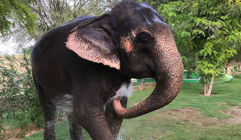 An elephant in Elefantastic 