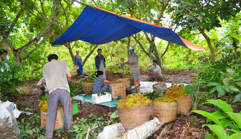 Le verger du Dalta du Mékong