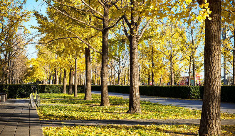 Les feuilles dorées
