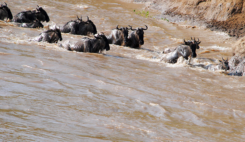 Wildebeests Crossing Mara River