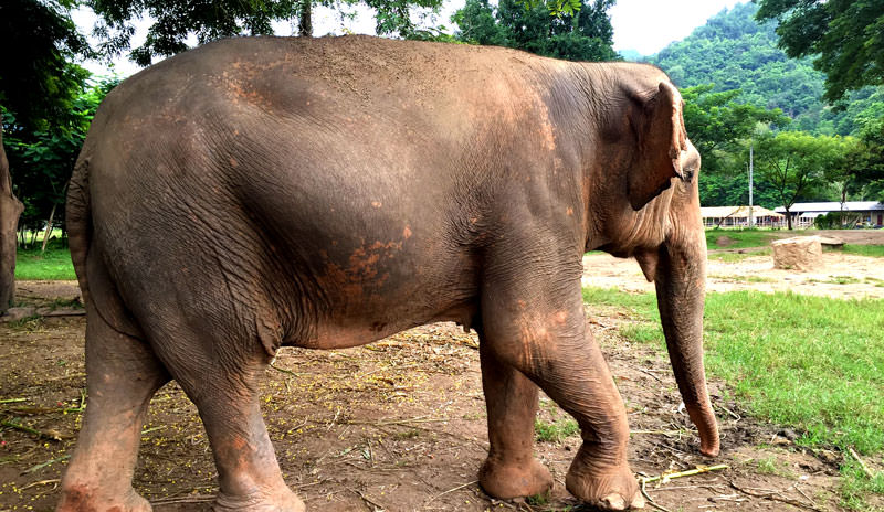 L'éléphant dans le Parc Naturel des Éléphants