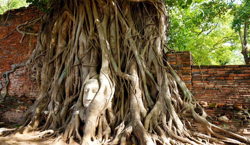 La tête de bouddha entourée par les racines