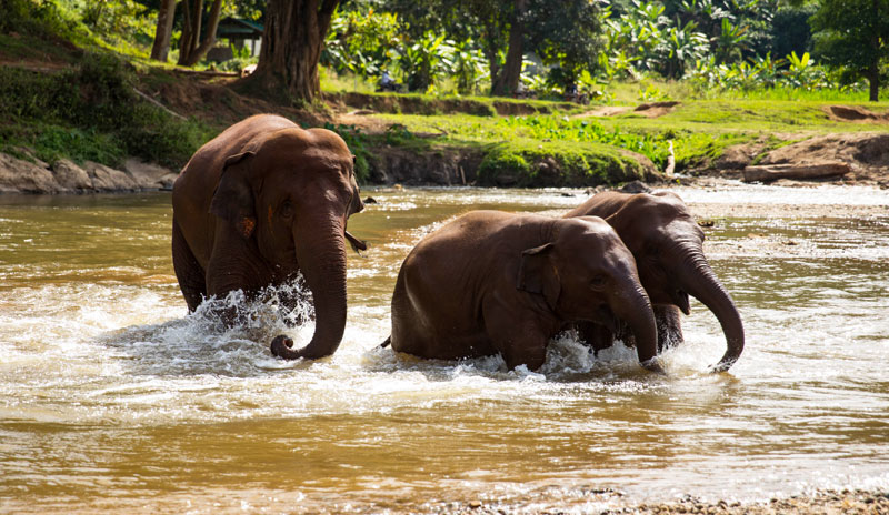 Les éléphants se baignent dans l'eau