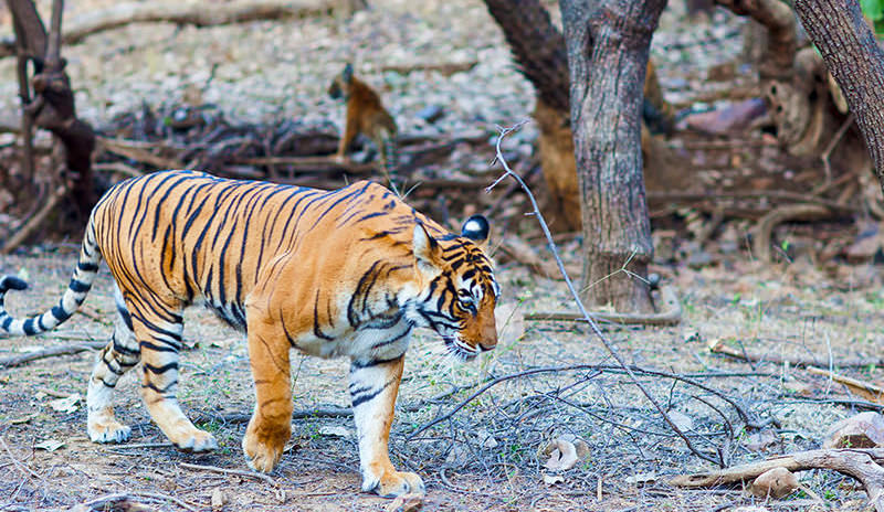 A tiger in Ranthambore National Park