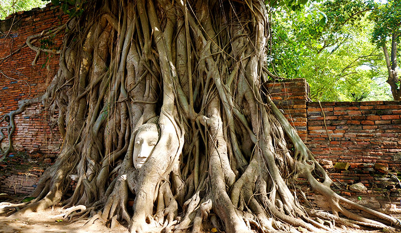 Cabeza de Buda en el árbol