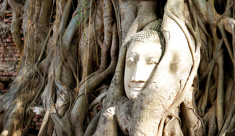 Cabeza de Buda entre raíces en Wat Mahathat