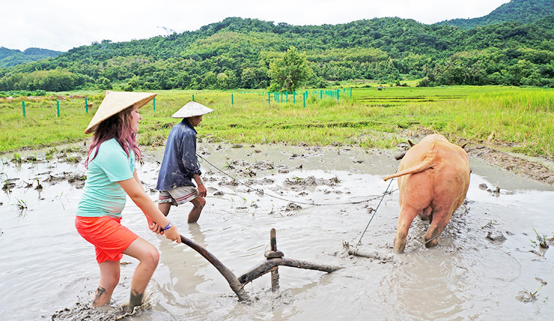 Ploughing rice paddy in the Living Land Farm 