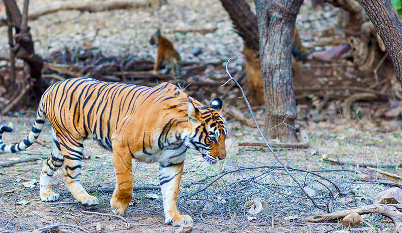 Tigre en el Parque Nacional Ranthambore
