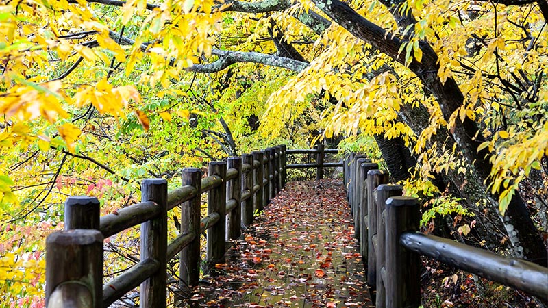 Kumano Kodo in Autumn