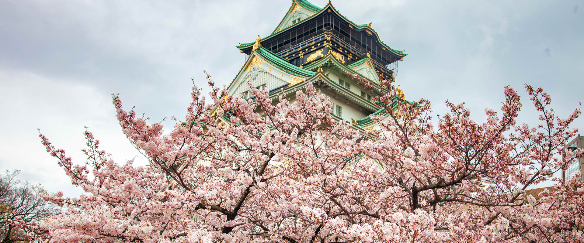 BLOSSOMS 永遠書館 Japanese Print 