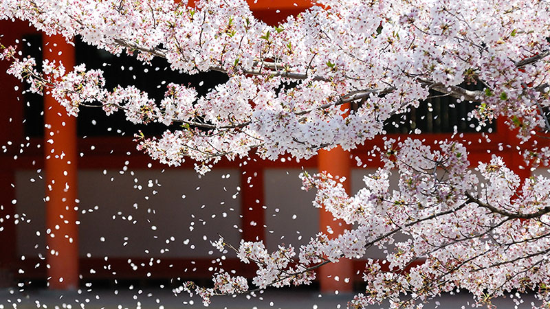 Download Refreshing and Elegant - Japanese Cherry Blossom Art Wallpaper