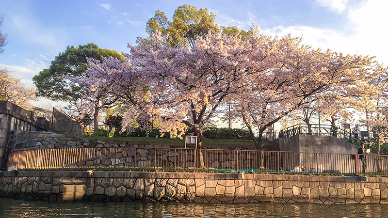 Cherry Blossoms Viewing Spots: Best Places in Osaka 2026