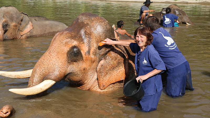 Bathing Elephants