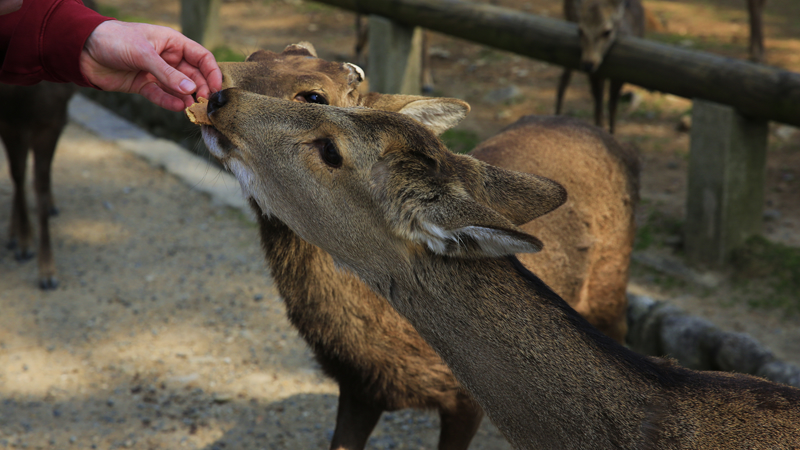 Deer in Nara Park