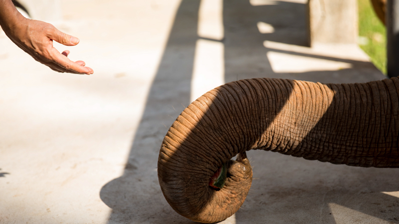 Elephant Friend