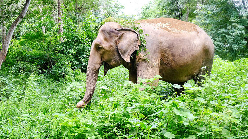 Meet Elephant in Khao Sok