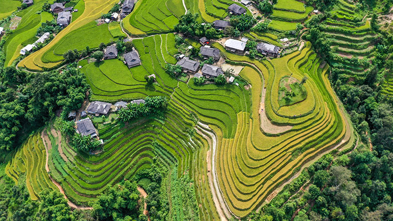Rice Terrace, Ha Giang