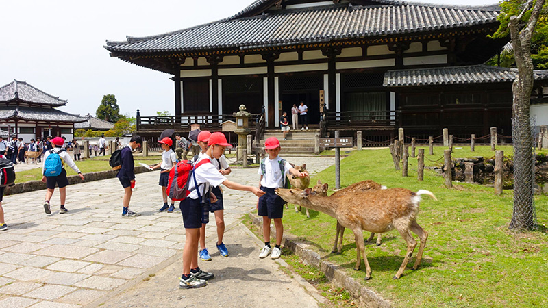 Nara Park, Japan