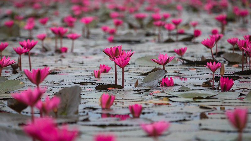 Red Lotus Lake