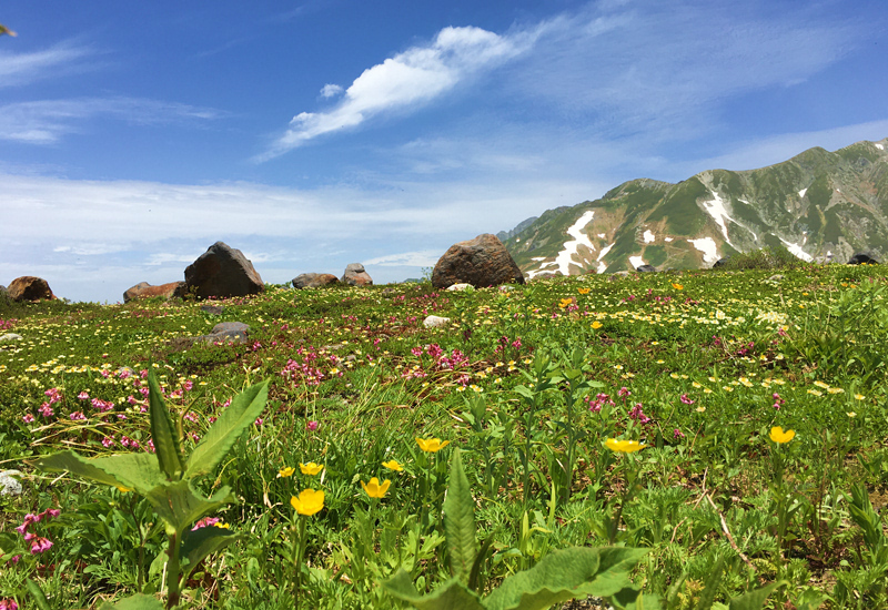 Summer Flower in Murodo