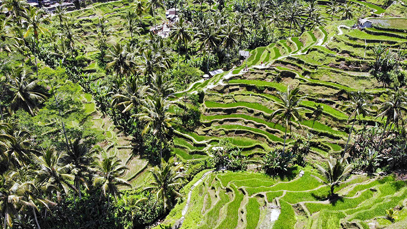 Tegallalang Rice Terraces in Bali