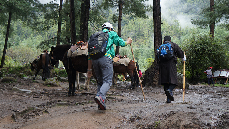 Trekking in the Forest