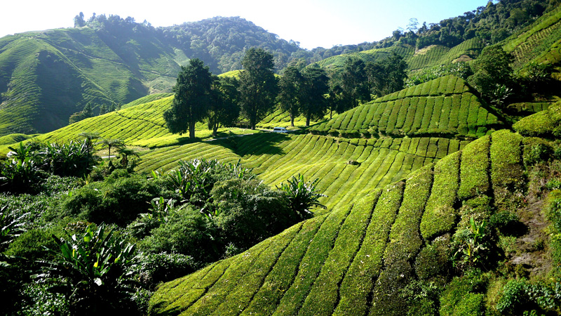Tea Plantation in the Cameron Highlands