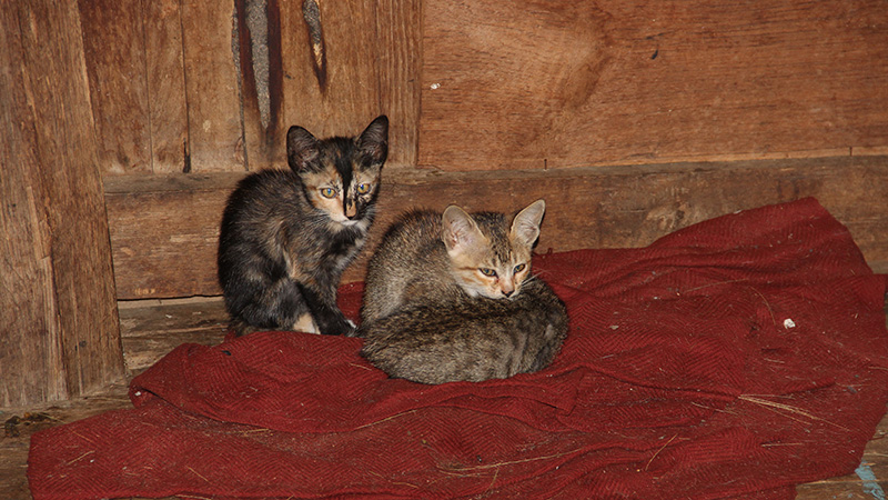 Cats in Nga Phe Chaung Monastery