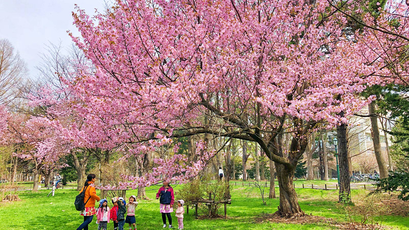Cherry Blossom in Sapporo
