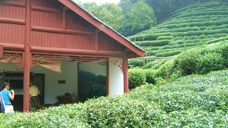 Dragon Well Tea Plantation