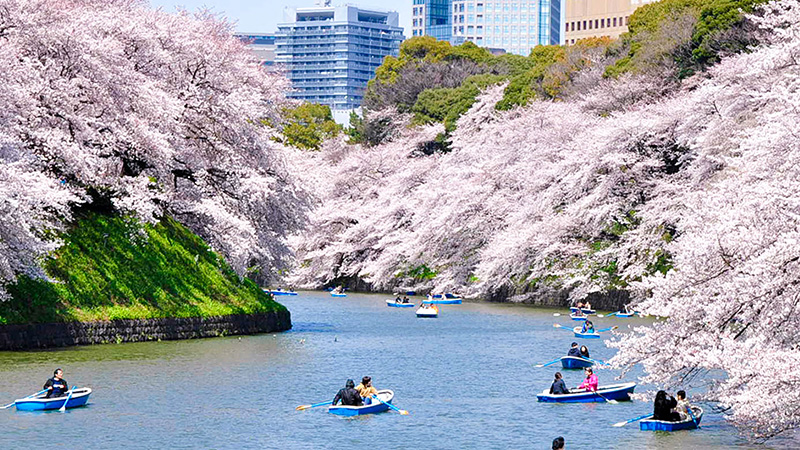 When and where to see cherry blossoms in Tokyo in 2024