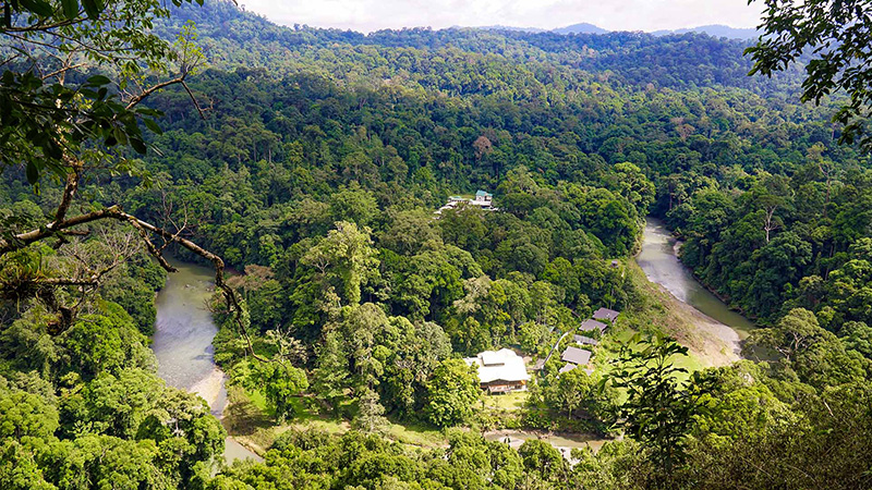 Borneo Forest in Danum Valley