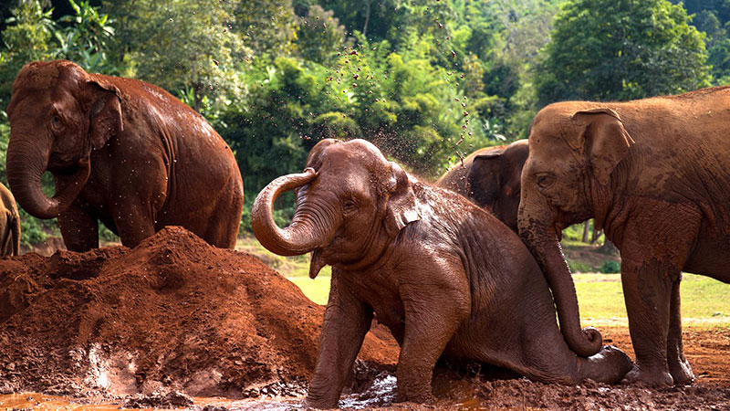 Elephant Nature Park, Chiang Mai