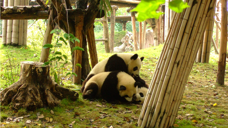 Cute Giant Pandas, Chengdu