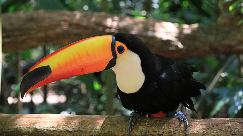 Giant Toucan, Amazon Rainforest