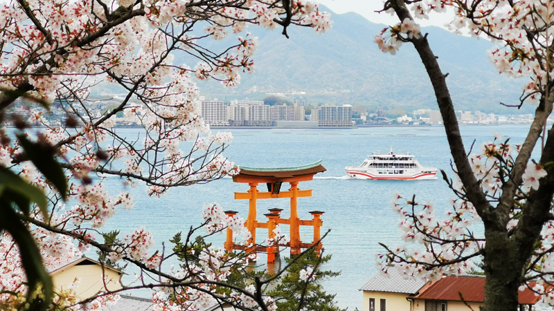 Floating Itsukushima Shrine with Cherry Blossoms