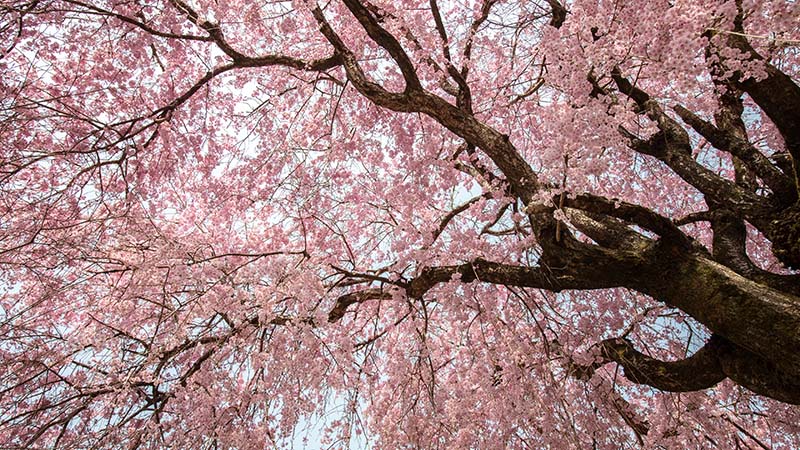 Key Japanese for the Cherry Blossom Season