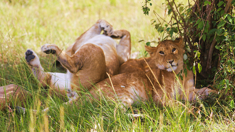 Lions in Kenya
