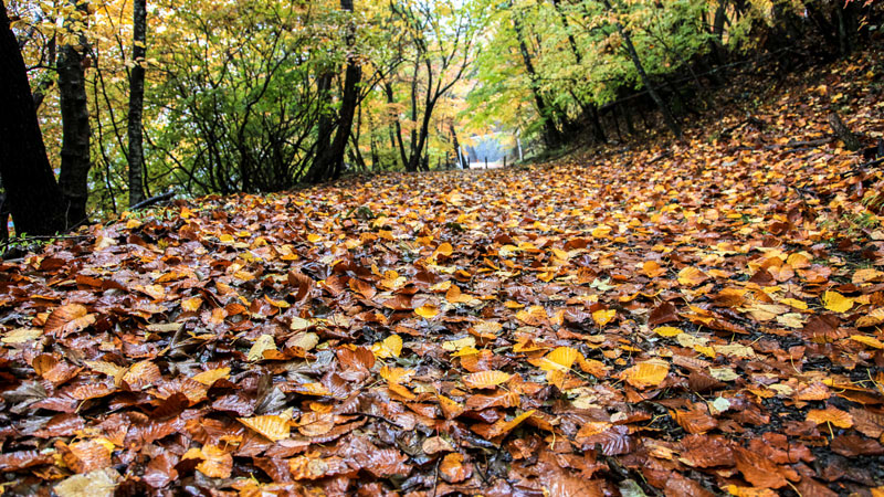 Autumn Leaves in Kumano Kodo