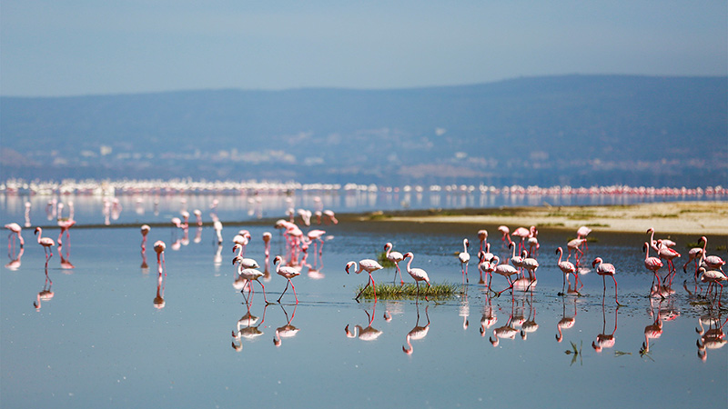 Flamingos in Lake Nakuru National Park, Kenya