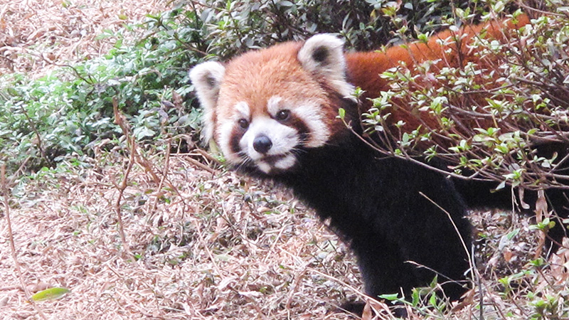 Lesser Panda