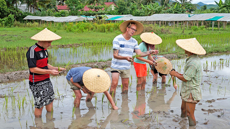 Rice growing experience in Luang Prabang