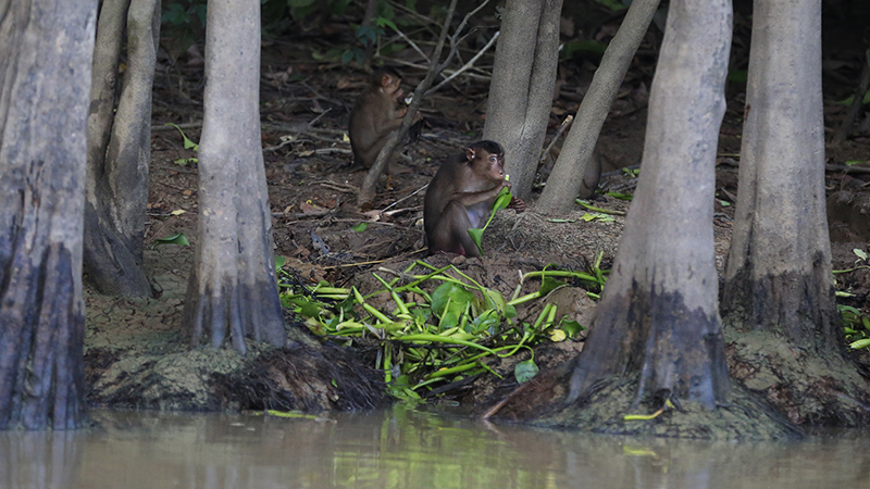 Macaque Monkeys While Cruise in Borneo