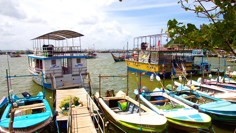 Boats for Whale Watching