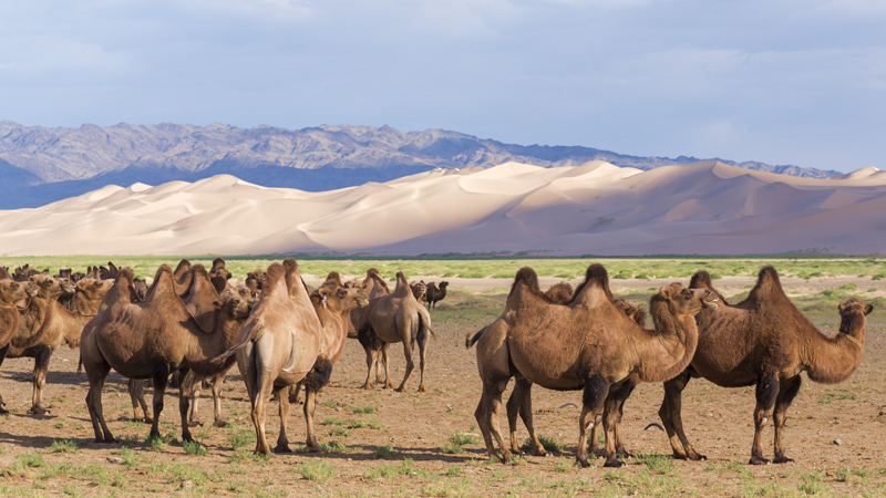 Camel in Mongolia