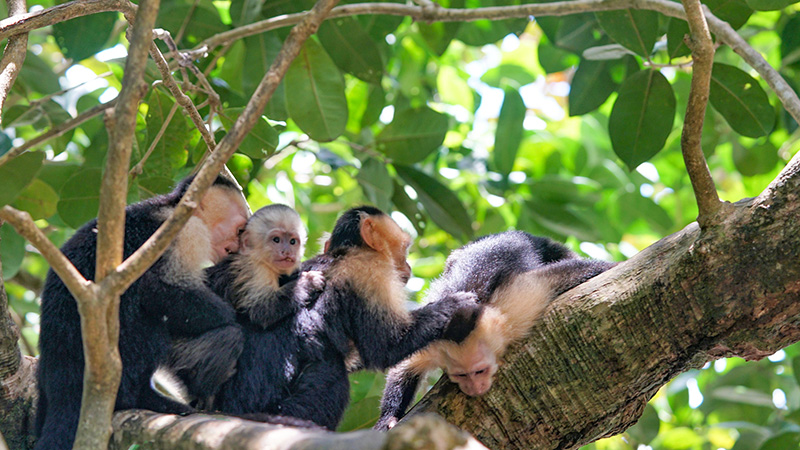 Monkeys in Forest, Costa Rica