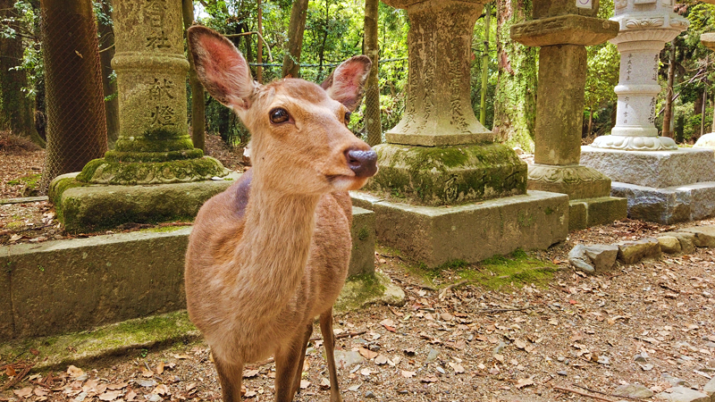 Nara Park